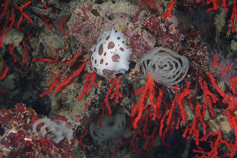 Riproduzione Discodoris atromaculata